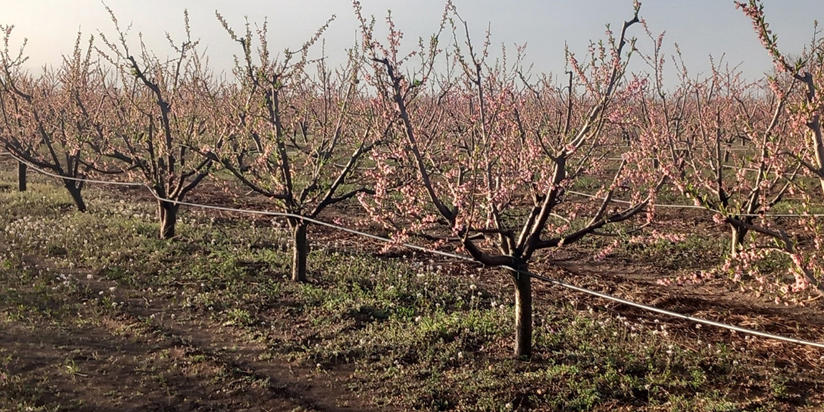 Pesco in fiore, Sicilia